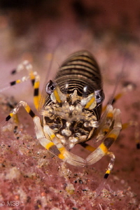 Bumble bee shrimp on the barrel sponge. by Mehmet Salih Bilal 